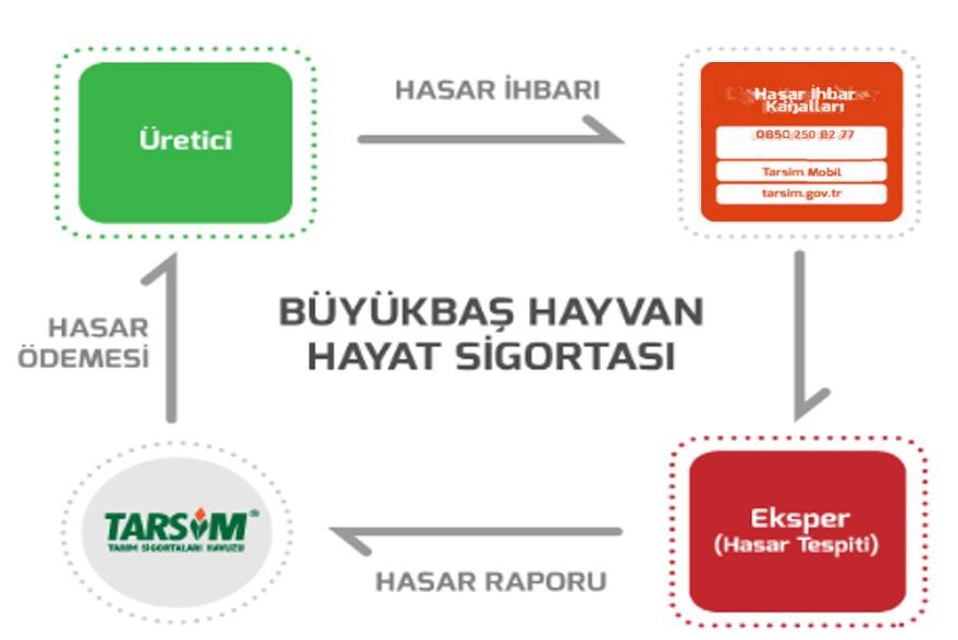 Büyükbaş Hayvan Hayat sigortası